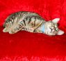 . Tabby Boy .