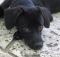 . Sheila! Precious! .