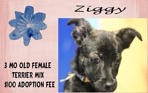 . Ziggy .