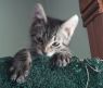 Clyde