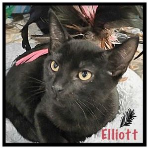 . Elliott .