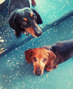 . Dandy & Stubby .
