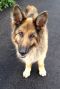 Champ German Shepherd Rescue of the Rockies - Champ