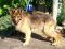 Champ German Shepherd Rescue of the Rockies - Champ
