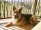 Champ German Shepherd Rescue of the Rockies - Champ