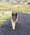 Champ German Shepherd Rescue of the Rockies - Champ