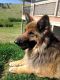 Champ German Shepherd Rescue of the Rockies - Champ