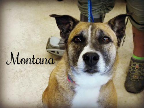 . Montana .