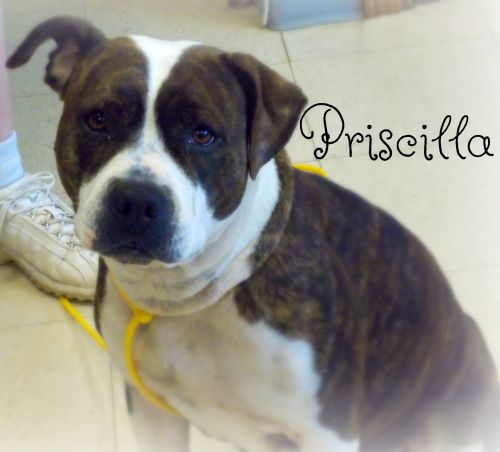 . Priscilla .