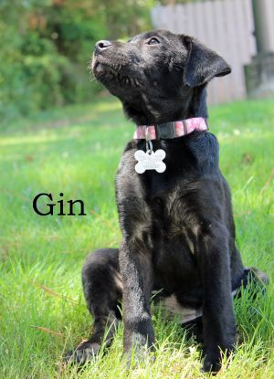 . Gin .