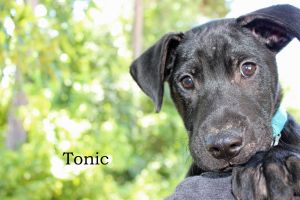 . Tonic .