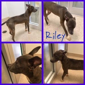 . Riley .