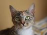 Esme - ADOPTED