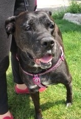 . Fifi - ADOPTION ON HOLD (see Fifi's Bio below) .