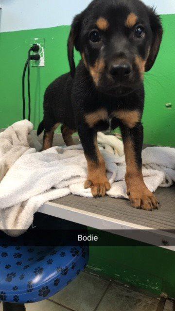 . Bodie .