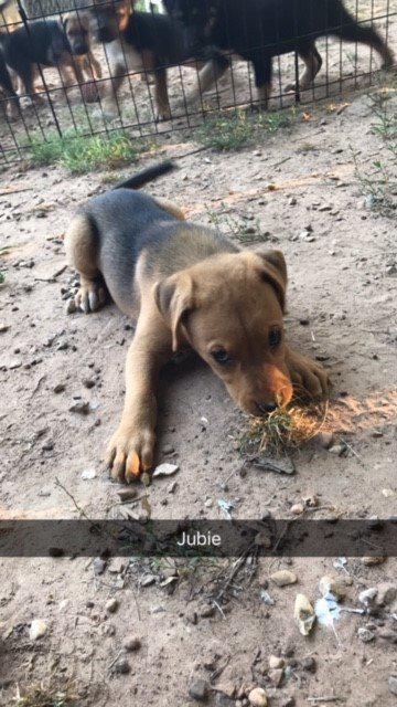 . Jubie .