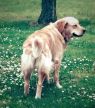 . Mollie .