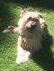 . Alfie .