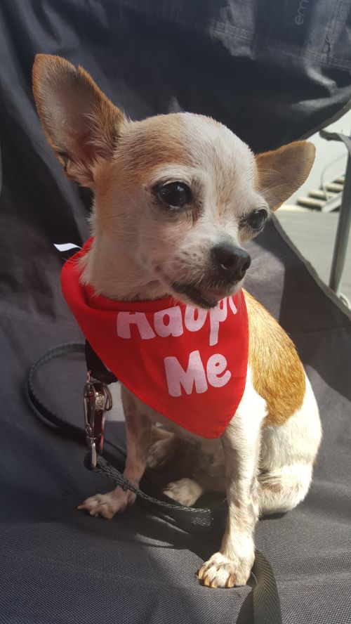. Princess - 5 lbs! .