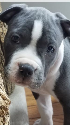 . Harvey (Paisley's H Litter) .