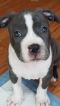 . Harvey (Paisley's H Litter) .