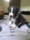 . Harvey (Paisley's H Litter) .