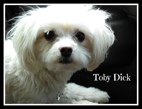 . Toby Dick .