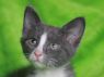 Boone - ADOPTED