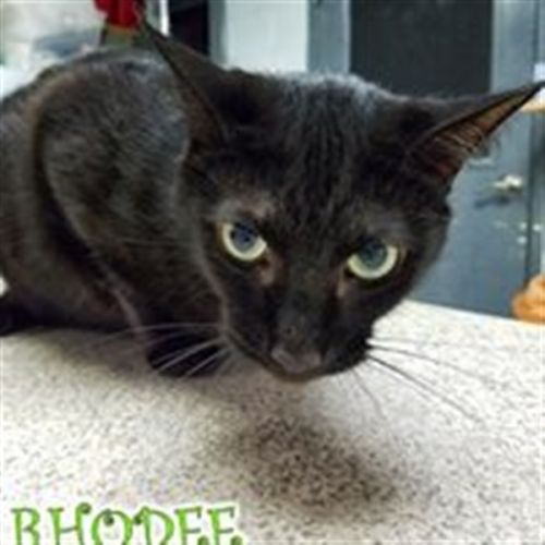 . Rhodee .