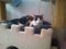 . Baby Cat .