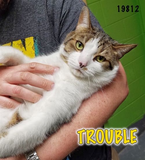 . Trouble .