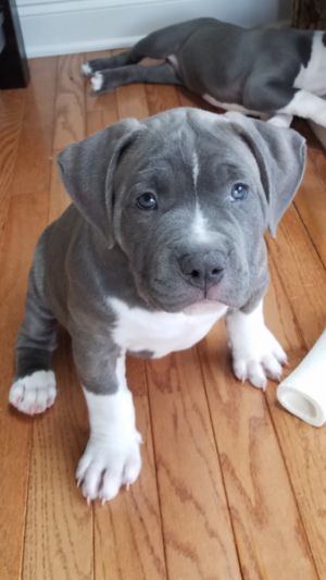 . Harry (Paisley's H Litter) .