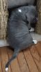 . Harry (Paisley's H Litter) .