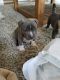 . Harry (Paisley's H Litter) .