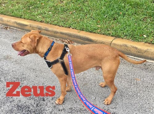 . Zeus .