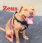 . Zeus .