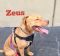 . Zeus .