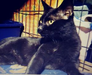 . Merlin .
