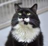 Zorro