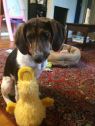 . Maisy .