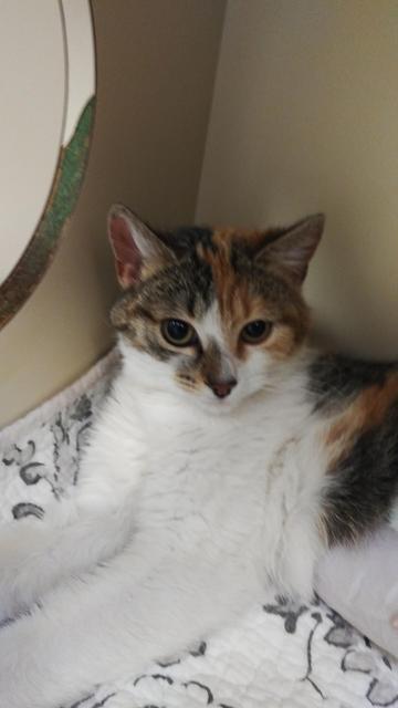 . Carlotta - Colony Cat! .
