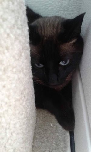 . Moki .