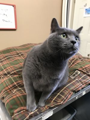 . Gin and Taji (bonded pair) .