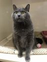 . Gin and Taji (bonded pair) .