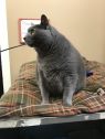 . Gin and Taji (bonded pair) .