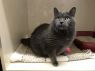 . Gin and Taji (bonded pair) .