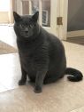 . Gin and Taji (bonded pair) .