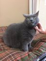. Gin and Taji (bonded pair) .