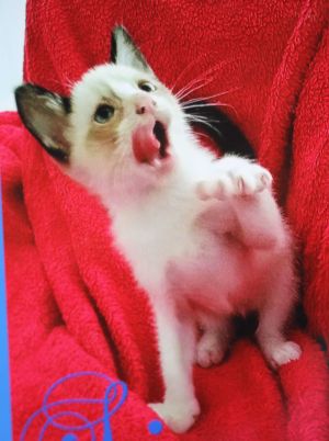 . Simon (fostered) .