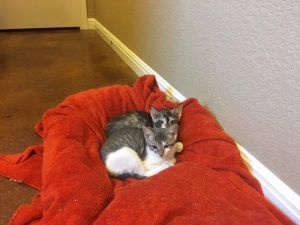 . Mustard (Summit Kitten 2) .